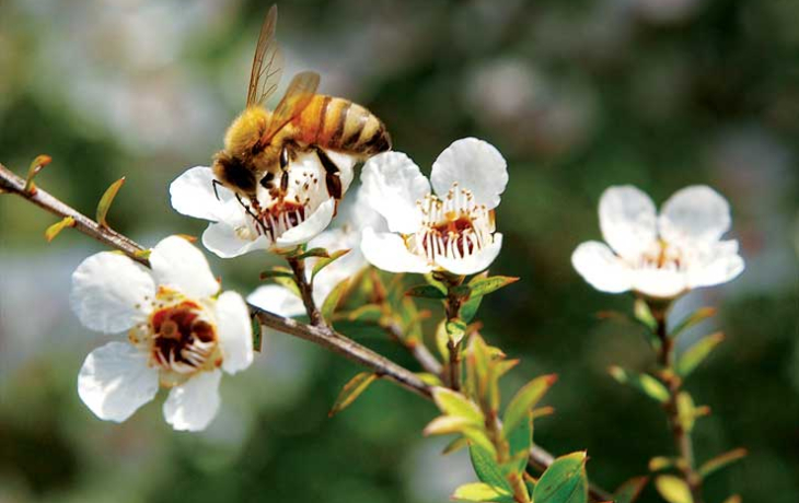 TỪ MANUKA THẦN KỲ ĐẾN MẬT ONG MANUKA - THỰC PHẨM TUYỆT HẢO CHO SỨC KHỎE