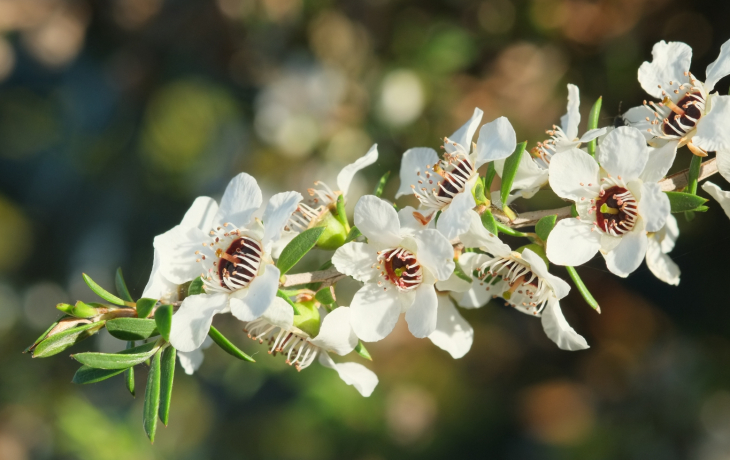 HOA MANUKA - KHẢ NĂNG KỲ DIỆU LÀM LÀNH VẾT THƯƠNG