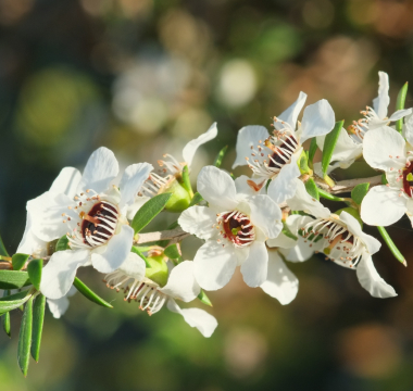 HOA MANUKA - KHẢ NĂNG KỲ DIỆU LÀM LÀNH VẾT THƯƠNG
