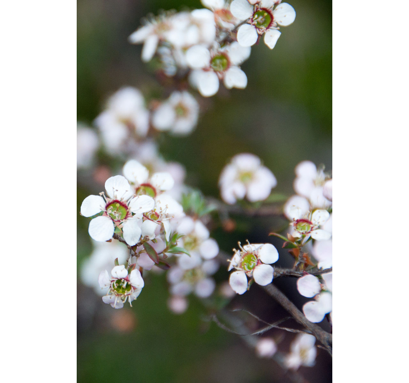 MẬT ONG MANUKA BLUE HILLS 250+ 250G