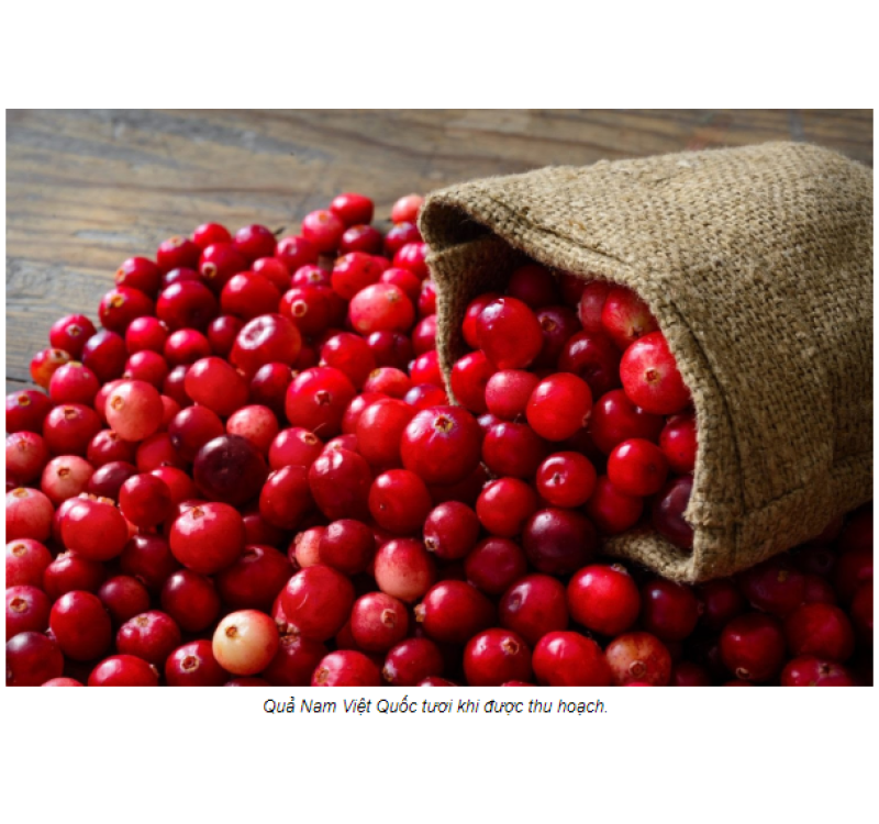 NAM VIỆT QUẤT CẮT LÁT SẤY KHÔ 120G